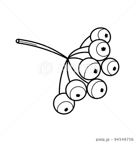 Rowan tree branch with berries. Vector illustration isolated on white background Rowan tree branch with berries. Vector illustration isolated on white background 94549756