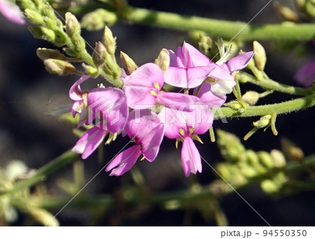 ヌスビトハギの花1 94550350
