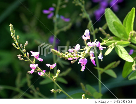 ヌスビトハギの花2 94550353