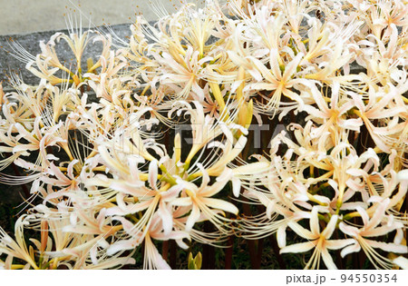 白色ヒガンバナ1 94550354