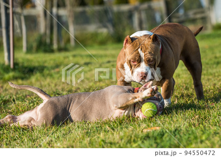 Two American Bully puppies dogs are playing 94550472