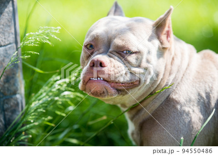 Close up of Lilac color American Bully dog outside. The dog eats grass. Close up of Lilac color American Bully dog outside. The dog eats grass. 94550486