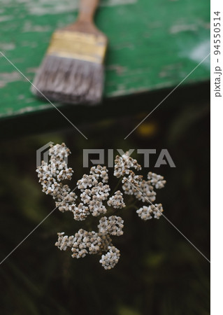 brush and wild carrot flower closeup, an umbelliferous plant. nature background 94550514