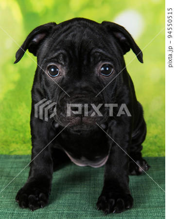 Black female American Staffordshire Bull Terrier dog or AmStaff puppy on green background 94550515