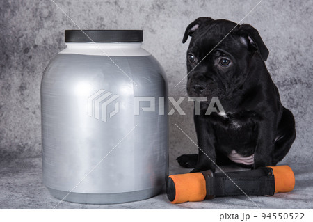 Black American Staffordshire Bull Terrier dog puppy with dumbbells for sports and a jar of vitamins Black American Staffordshire Bull Terrier dog puppy with dumbbells for sports and a jar of vitamins 94550522