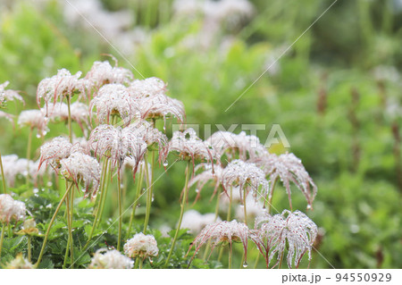 チングルマ群生 高山植物 チングルマ群生 高山植物 94550929
