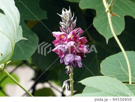 クズの花 クズの花 94550950