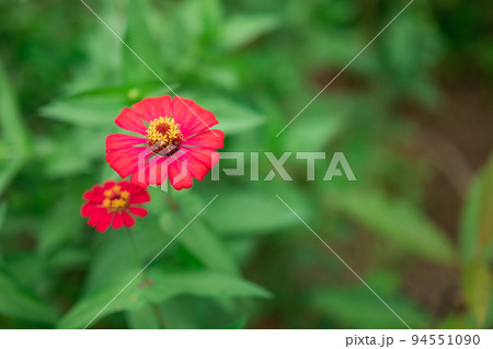 common zinnia pink, front view, blurry background, blooming green in the garden 94551090