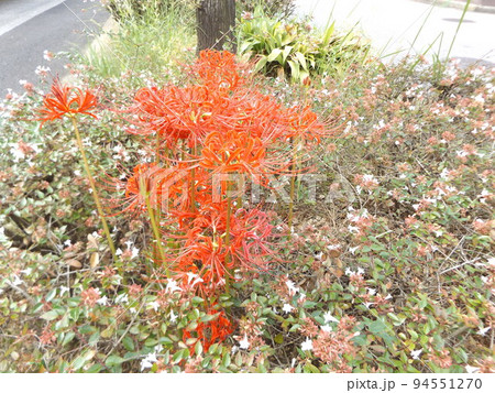 秋の花ヒガンバナの赤い花 94551270