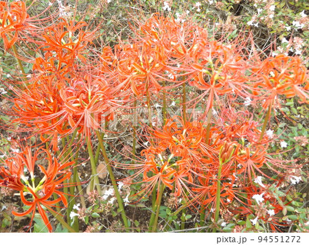 秋の花ヒガンバナの赤い花 94551272
