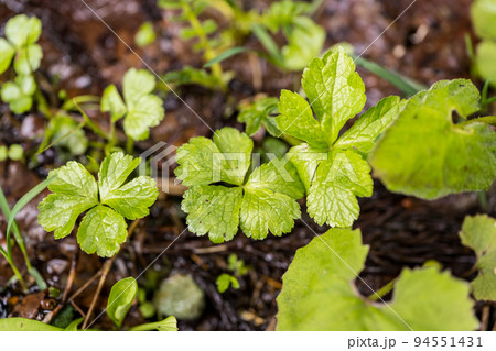 水辺に生息するフキ等の野草 水辺に生息するフキ等の野草 94551431