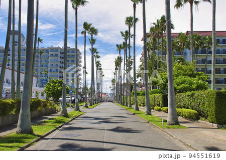【逗子市】逗子マリーナのヤシ並木 【逗子市】逗子マリーナのヤシ並木 94551619