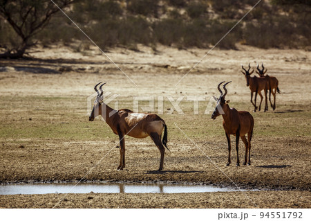 Hartebeest in Kgalagadi transfrontier park, South Africa 94551792