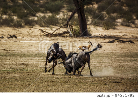 Blue wildebeest in Kgalagadi transfrontier park, South Africa 94551795
