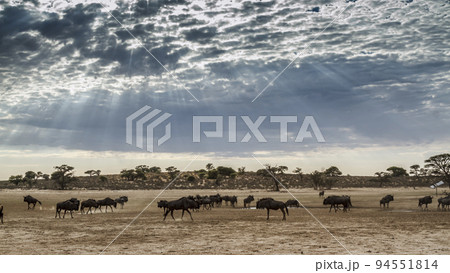 Blue wildebeest in Kgalagadi transfrontier park, South Africa 94551814