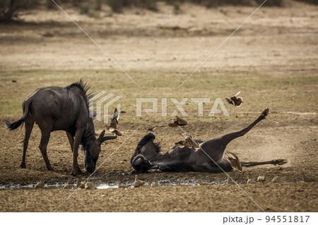 Blue wildebeest in Kgalagadi transfrontier park, South Africa 94551817