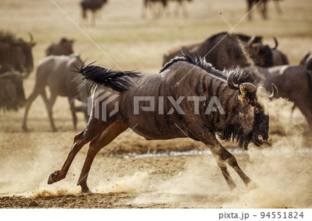 Blue wildebeest in Kgalagadi transfrontier park, South Africa 94551824
