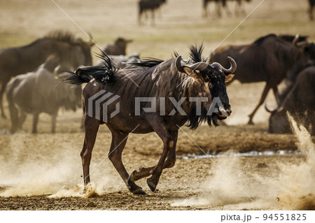 Blue wildebeest in Kgalagadi transfrontier park, South Africa 94551825