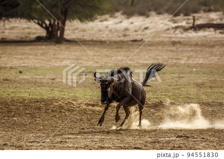 Blue wildebeest in Kgalagadi transfrontier park, South Africa 94551830
