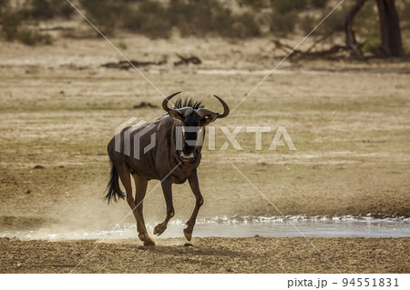 Blue wildebeest in Kgalagadi transfrontier park, South Africa 94551831