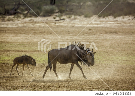 Blue wildebeest in Kgalagadi transfrontier park, South Africa 94551832
