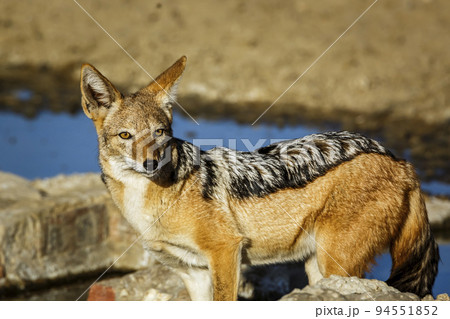 Black backed jackal in Kgalagadi transfrontier park, South Africa 94551852