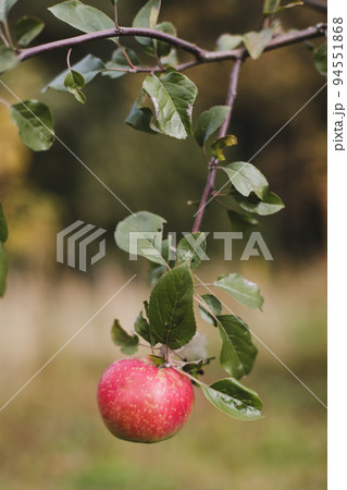 Organic apples. Fruit without chemical spraying. Autumn day. Rural garden. Ripe red apple on a tree 94551868