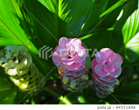 Blooming turmeric Curcuma Longa flowers.focus from top view. 94551898