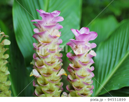 Blooming turmeric Curcuma Longa flowers. Blooming turmeric Curcuma Longa flowers. 94551899