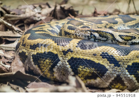 close up on a Burmese Python snake, Python bivittatus, rolled up and static on the ground 94551918