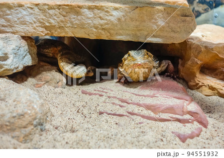 Pogona or bearded dragon lizard in captivity. Close view 94551932