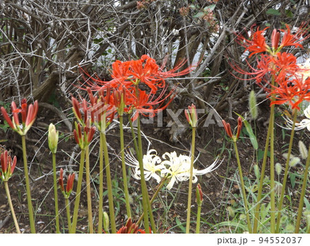 秋の花ヒガンバナの赤い花と白い花 94552037