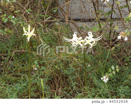 秋の花ヒガンバナの白い花 94552039