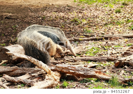 動物園ののんびりしている可愛いアリクイ 動物園ののんびりしている可愛いアリクイ 94552267