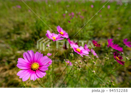 佐賀空港コスモス園　秋桜 94552288