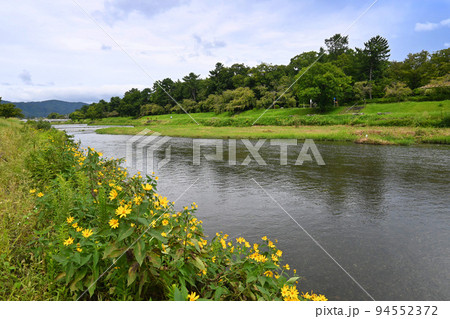 9月の京都市賀茂川と府立植物園の風景 9月の京都市賀茂川と府立植物園の風景 94552372