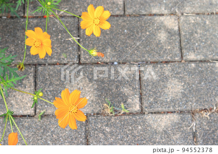 道端に咲くキバナコスモス 94552378