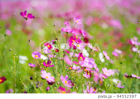 佐賀空港コスモス園 秋桜 佐賀空港コスモス園 秋桜 94552397