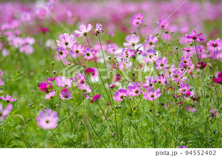 佐賀空港コスモス園 秋桜 佐賀空港コスモス園 秋桜 94552402