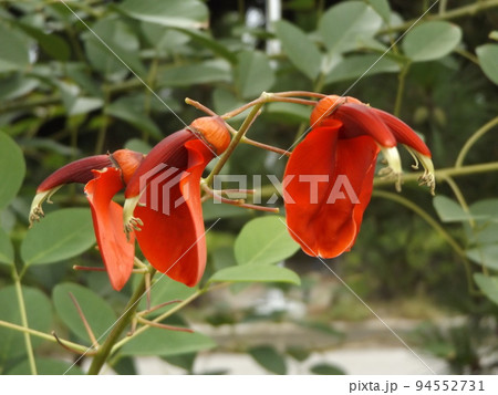 情熱の赤い花アメリカデイゴの花 94552731