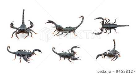 Group of emperor scorpion (Pandinus imperator) isolated on a white background. Insect. Animal. 94553127