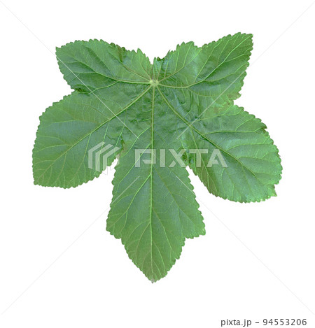 Green okra leaf on white background 94553206