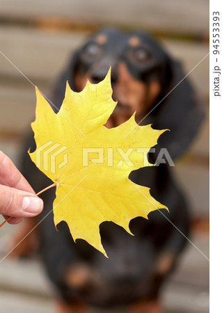 human hands hold an autumn maple leaf near a Dachshund dog 94553393