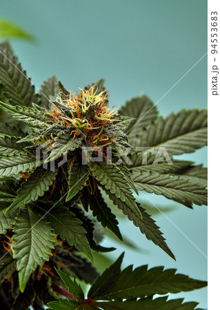 Macro a cannabis flower with the formula THC CBD CBN, CBD Chemical Formula. Concept of herbal alternative medicine, cbd oil, pharmaceutical industry. Macro a cannabis flower with the formula THC CBD CBN, CBD Chemical Formula. Concept of herbal alternative medicine, cbd oil, pharmaceutical industry. 94553683
