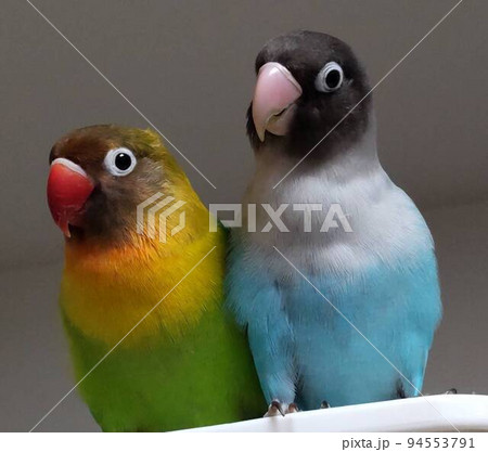 我が家のインコ 94553791