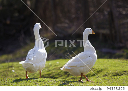 Two white big geese peacefully walking together in green grassy meadow towards dark blurred forest on bright sunny day. Beauty of birds, domestic poultry farming and wild life protection concept. 94553896