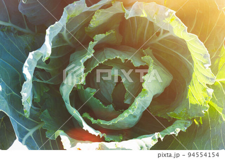 Cabbage in bright sunlight. Concept of natural products. ecologically products. 94554154