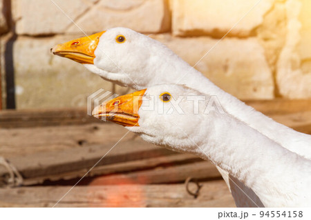 White geese. Poultry farm. Beautiful white geese in rays of bright sun. White geese. Poultry farm. Beautiful white geese in rays of bright sun. 94554158