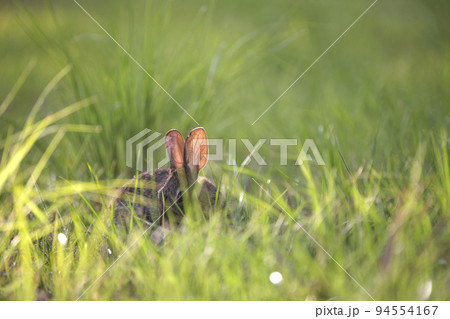 Grey small hare eating grass on summer field. Wild rabbit in nature Grey small hare eating grass on summer field. Wild rabbit in nature 94554167
