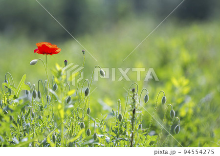 Close-up of tender blooming lit by summer sun one red wild poppy and undiluted flower buds on high stems on blurred bright green summer background. Beauty and tenderness of nature concept. Close-up of tender blooming lit by summer sun one red wild poppy and undiluted flower buds on high stems on blurred bright green summer background. Beauty and tenderness of nature concept. 94554275